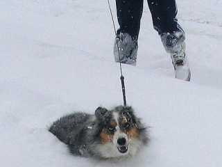 Small dog, deep snow