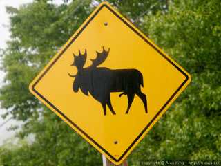 Anatomically correct moose crossing sign