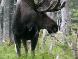 Another moose shot